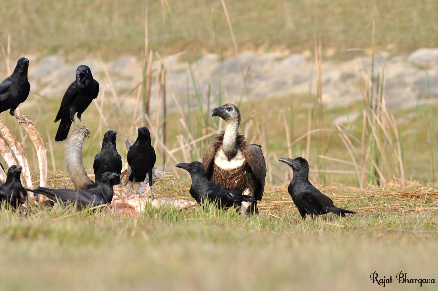 Himalayan Vulture and Crows